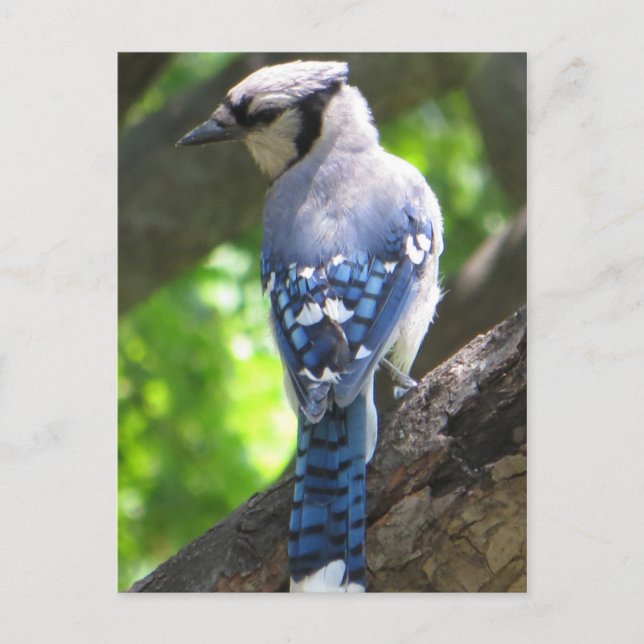 Blue Jay Postcard (Front)