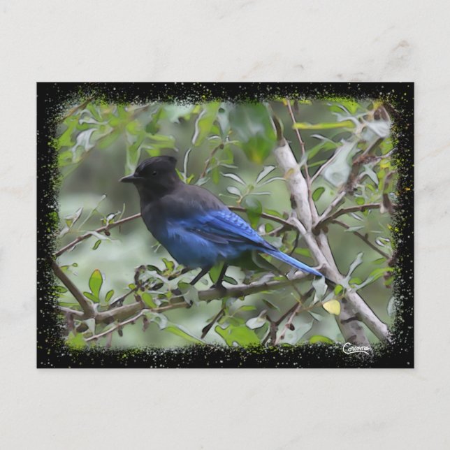 Blue Jay - Postcard (Front)