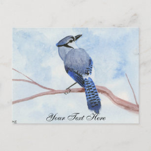 Blue Jay Postcard