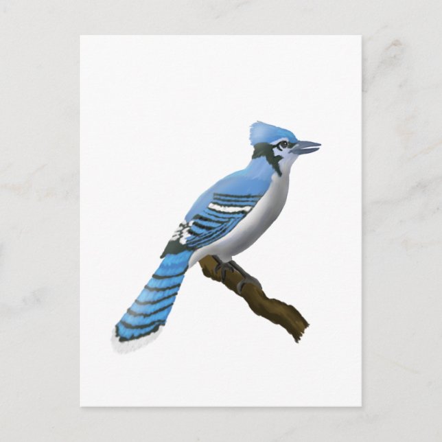 Blue Jay Postcard (Front)