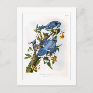 Blue Jay Postcard