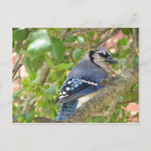 Blue Jay Postcard
