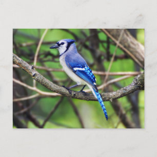 Blue Jay Postcard