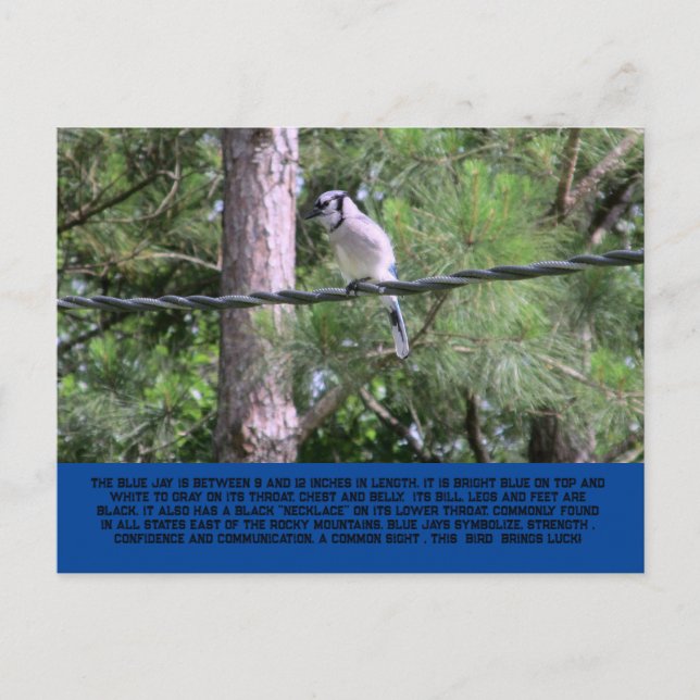 Blue Jay Postcard (Front)