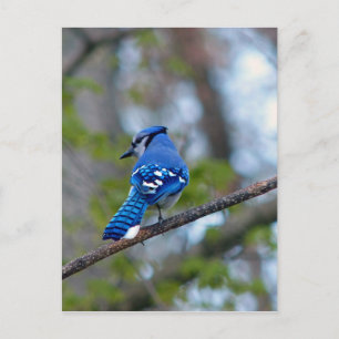 Blue Jay Postcard