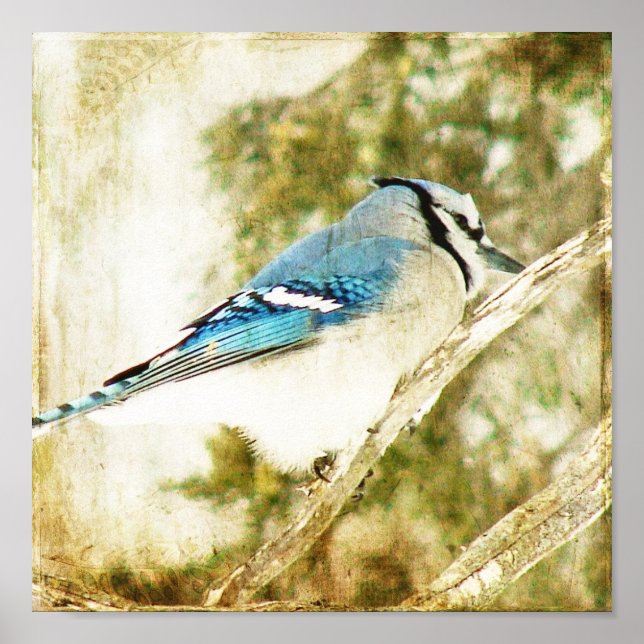 Blue Jay Poster (Front)