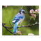 Blue Jay Poster