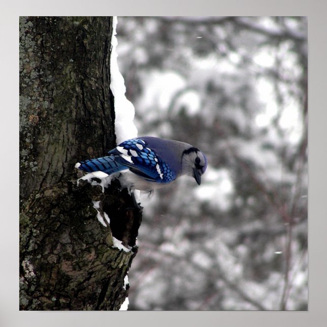 Blue Jay Poster / Print (Front)
