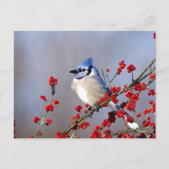 Blue Jay Resting on Hawthorn Tree Holiday Postcard (Front)
