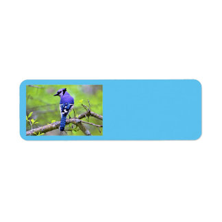 Blue Jay Return Address Labels by Reay of Light