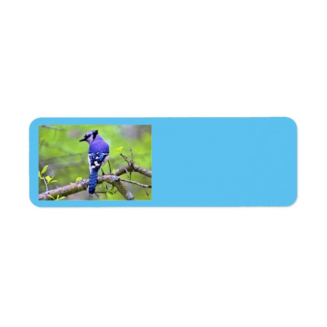 Blue Jay Return  Address Labels by Reay of Light (Front)