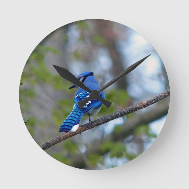 Blue Jay Round Clock (Front)