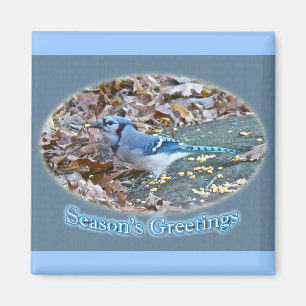 Blue Jay Season's Greetings Series Magnet