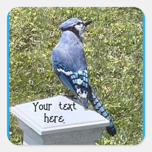 Blue Jay Sitting on Post, Custom Stickers (Front)