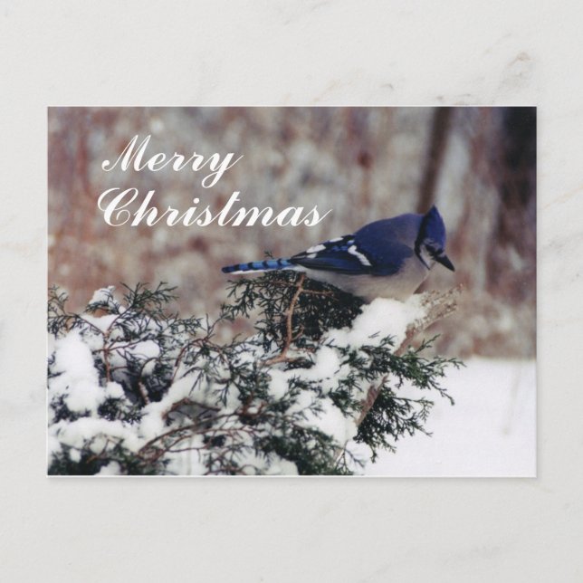 blue jay snow, Merry, Christmas - Customized post Holiday Postcard (Front)