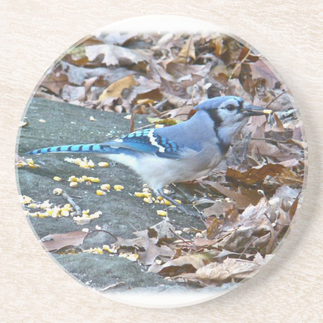 Blue Jay Songbird Coaster (Front)