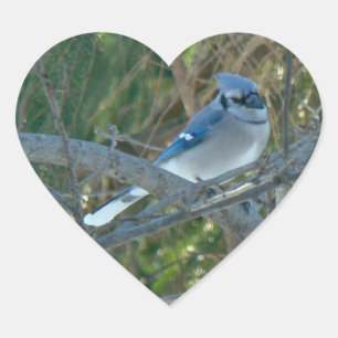 Blue Jay Songbird (Cyanocitta cristata) Heart Sticker