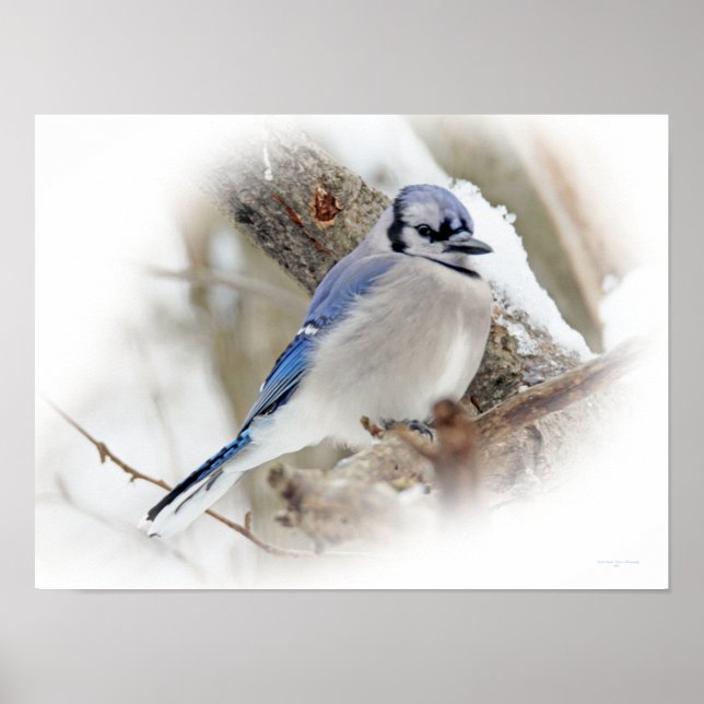 Blue Jay Songbird in Snow Poster (Front)