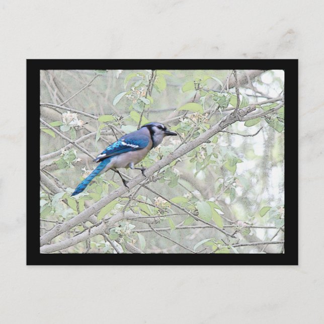 Blue Jay Songbird Postcard (Front)