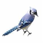 Blue Jay Standing Photo Sculpture<br><div class="desc">An image of a Blue Jay</div>