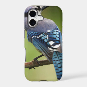 Blue Jay thinking of you friend family mom dad