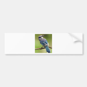 Blue Jay thinking of you friend family mom dad Bumper Sticker