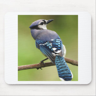 Blue Jay thinking of you friend family mom dad Mouse Pad