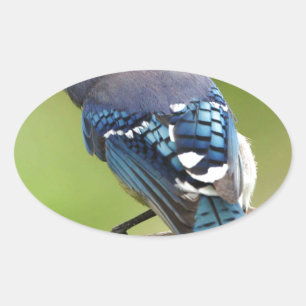 Blue Jay thinking of you friend family mom dad Oval Sticker