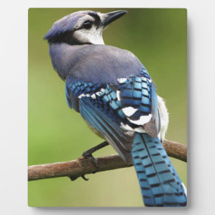 Blue Jay thinking of you friend family mom dad Plaque