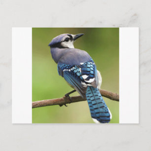 Blue Jay thinking of you friend family mom dad Postcard