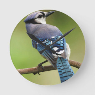 Blue Jay thinking of you friend family mom dad Round Clock