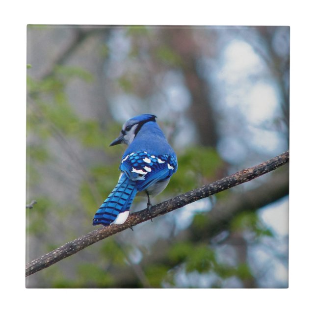 Blue Jay Tile (Front)