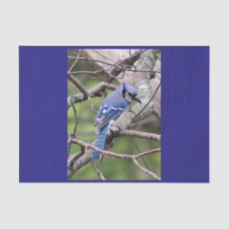 Blue Jay Tissue Paper