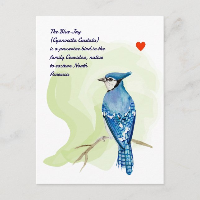 Blue jay watercolor painting postcard (Front)