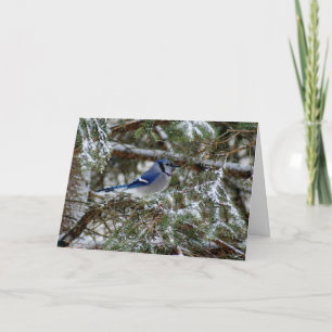 Blue Jay Wishes Holiday Card