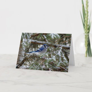 Blue Jay Wishes Holiday Card