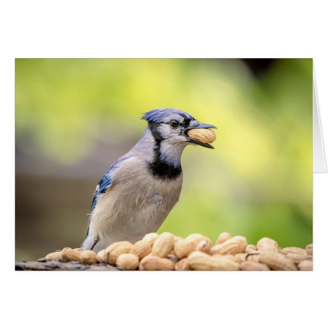 Blue jay with a peanut (Front Horizontal)