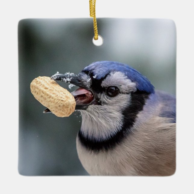 Blue jay with a peanut ceramic ornament (Front)