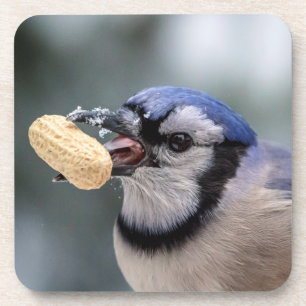 Blue jay with a peanut coaster