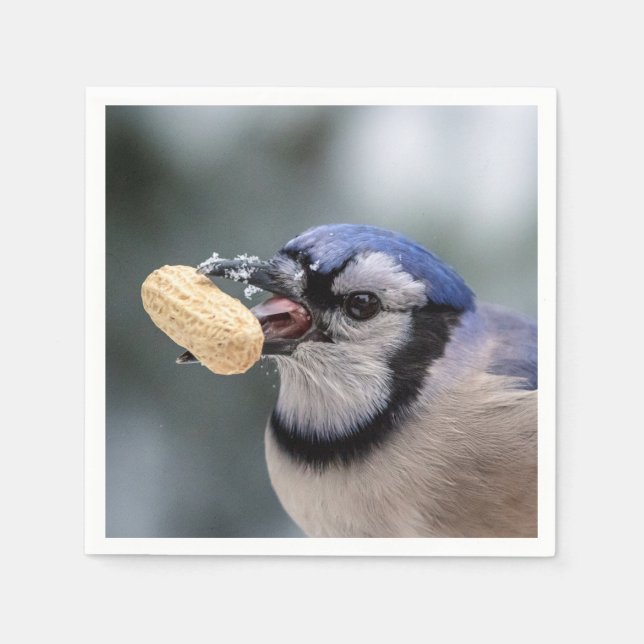 Blue jay with a peanut napkin (Front)