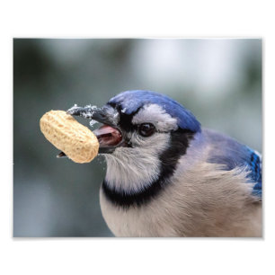 Blue jay with a peanut photo print