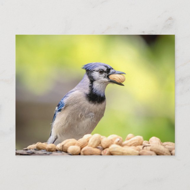 Blue jay with a peanut postcard (Front)