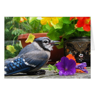 Blue Jay with Flowers