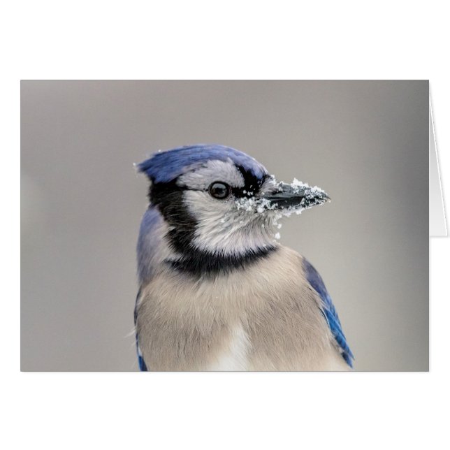 Blue jay with snow on his beak (Front Horizontal)