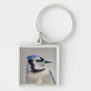 Blue jay with snow on his beak keychain
