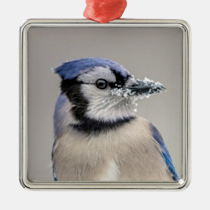 Blue jay with snow on his beak metal ornament