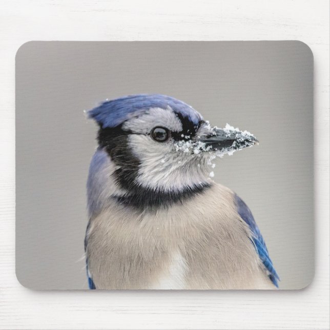 Blue jay with snow on his beak mouse pad (Front)