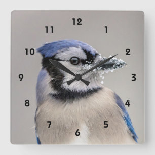 Blue jay with snow on his beak square wall clock