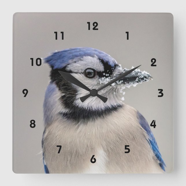 Blue jay with snow on his beak square wall clock (Front)