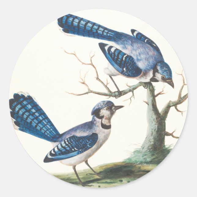 Blue Jays are Pretty Birds Classic Round Sticker (Front)